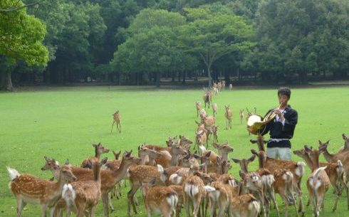夏天周日限定！奈良公園吹響號角享受被鹿群包圍的快感