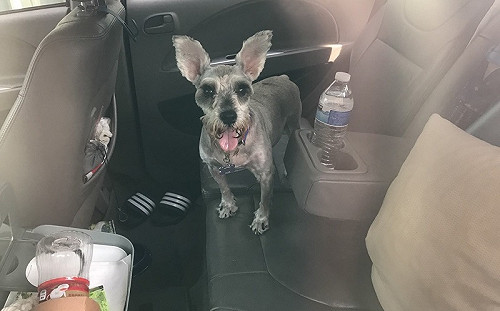 大熱天獨留毛小孩於車內　警急尋狗主人