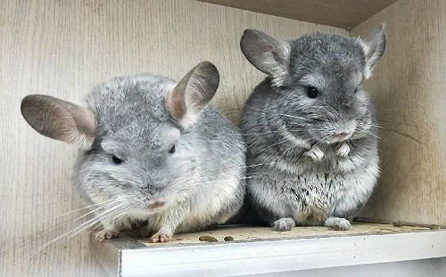 超軟Q「龍貓」可以養了？動保處：飼養條件高養前請三思