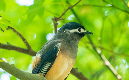 調查局成為動物快樂天堂  保育鳥類現蹤
