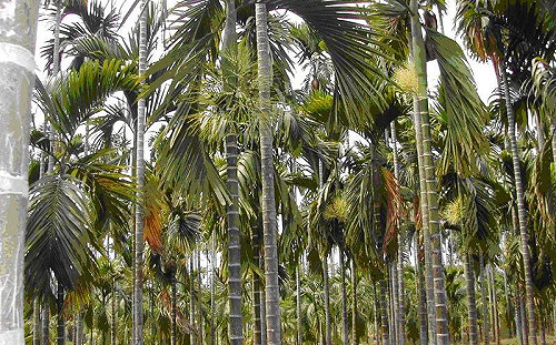 驚！青少年大調查：國中生第一口檳榔6成發生在小學