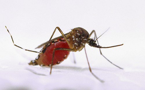 登革熱好發區武漢肺炎病例少！巴西研究：登革熱疫苗可能對新冠病毒有效