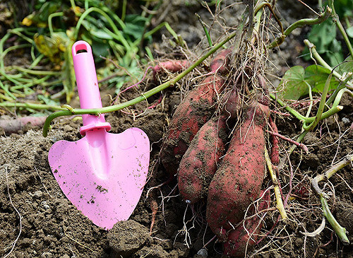 金山甘藷季開跑！焢蕃薯買新鮮農產體驗一日農夫樂趣