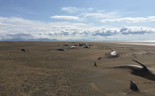 領航鯨大規模擱淺  20多隻已死亡