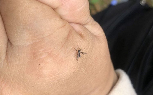 陪妻到緬甸探親  台南男子返台確診登革熱