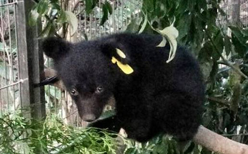 廣源小熊長胖一倍！林管處：照養牠到能獨立生活