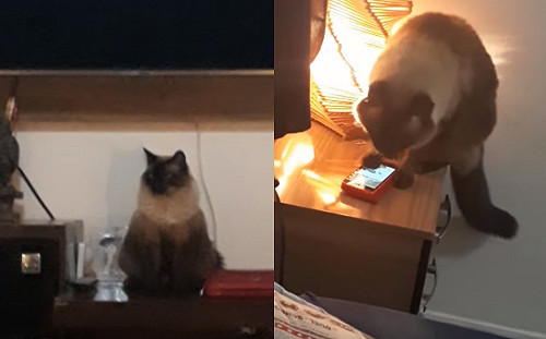 主人每天遲到　發現竟然是愛貓滑手機關掉鬧鐘！