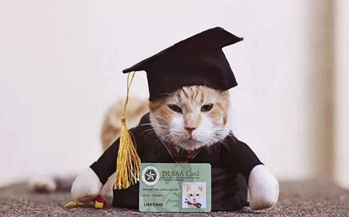 菲律賓貓貓太愛吃　學校只好幫牠舉行典禮提早畢業