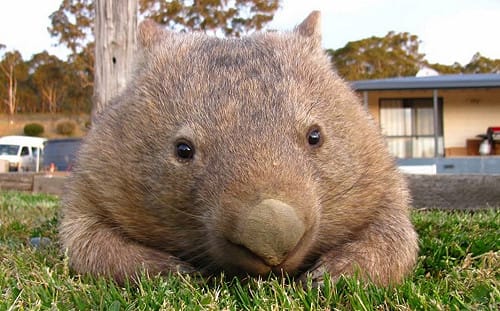 (影)萌萌袋熊被救後過超爽　吃飯睡覺懶到極致超幸福