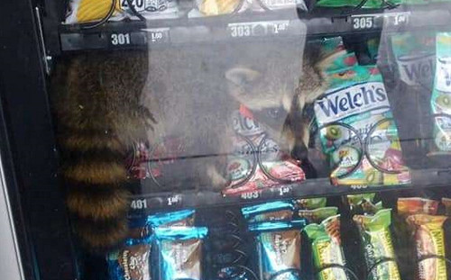 (影)呆萌浣熊偷吃卡在零食販賣機　警笑：逮捕現行犯