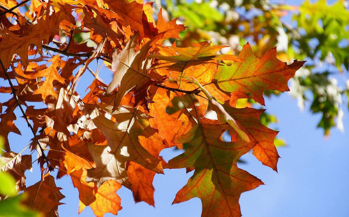 背包客逛世界》換個地方賞紅葉！歐美5國紅葉勝地推薦