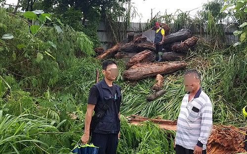 當心觸法又重罰！颱風過後勿隨意撿拾漂流木