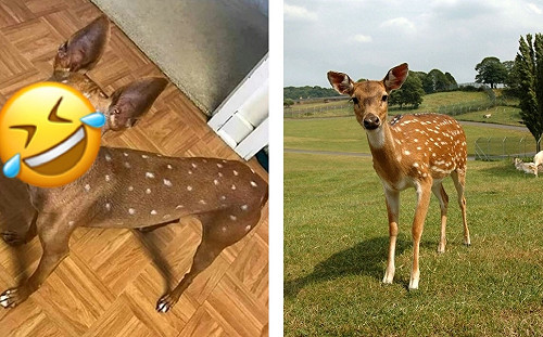 家竟有「小鹿斑比」！無辜萌樣超寫實　近看發現創意真相