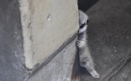 你是角落生物？日本攝影師捕獲害羞小狐獴　萌殺眾網友！