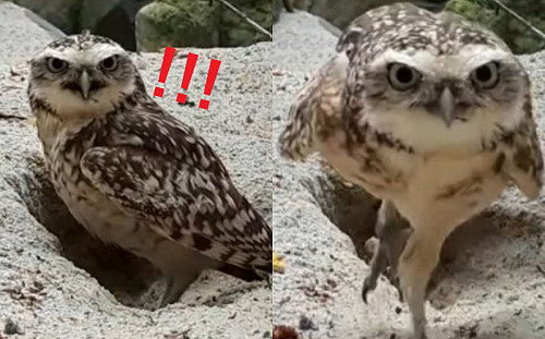 (影)看什麼看！穴鴞香閨被偷拍氣噗噗　秒撞翻攝影機