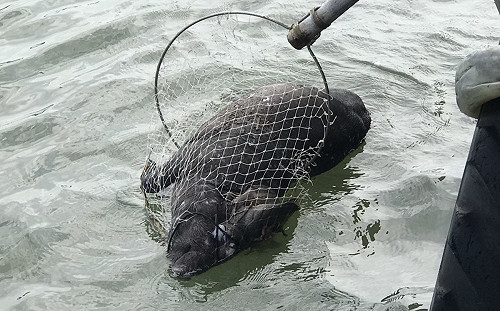 東琉線碼頭驚見漂流豬屍 屏東動防所：應是斃死豬