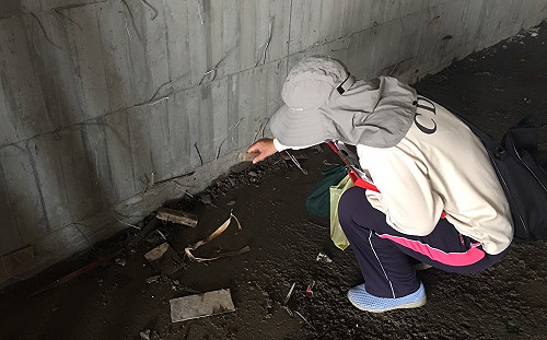 境外移入登革熱病例主要源自東南亞  10年來同期最高