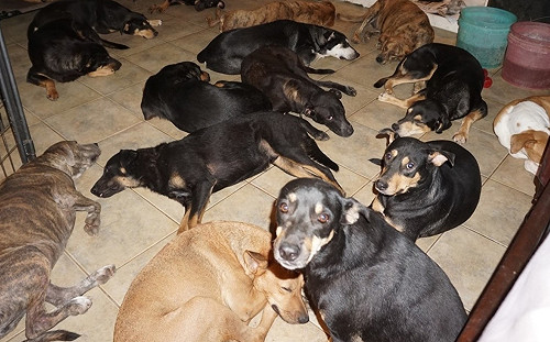 超強颶風肆虐！女子暖心收留近百隻狗狗塞爆家中