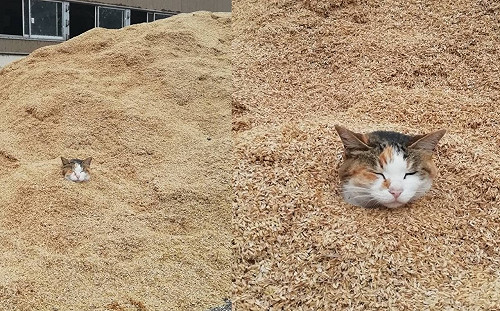 牧場裡驚見穀物堆埋「謎樣貓頭」　網笑：做沙浴的概念？