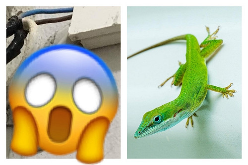 受過重訓？壁虎界巨石強森　萬人爆笑：阿嬤養的不同凡響