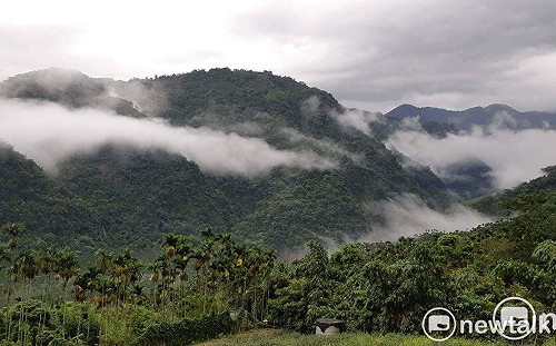(影) 嘉義縣黃頭鷺季7日登場  萬鷺朝鳳  美不勝收