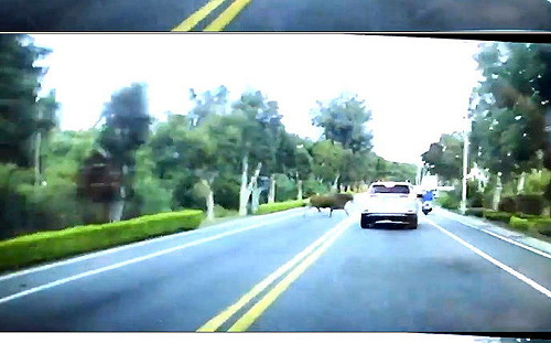 大黃牛追撞休旅車後「逃逸」　警方循線緝兇