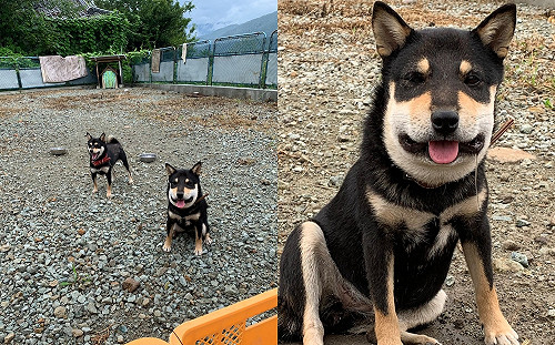 黑柴放風回來腫成「國字臉」癡笑　主人：你哪位