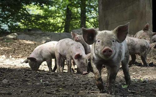 驚！野豬帶病趴趴走  韓朝交界農場爆非洲豬瘟