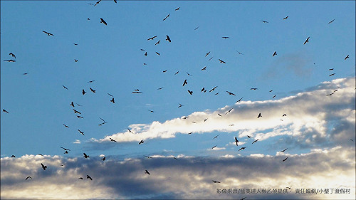 萬鷹磅日亞洲奇景 灰面鵟鷹將於9月底飛抵滿州鄉