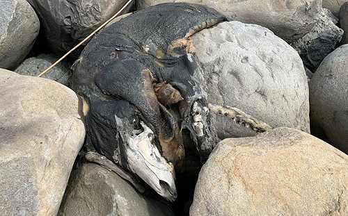 全彰海岸淨灘發現疑飄流病死豬 緊急通報農委會處理