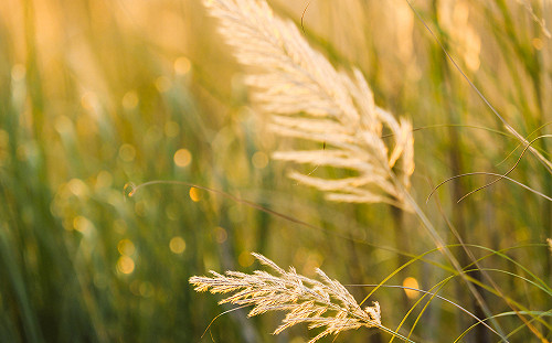 尋找浪漫10月雪！甜根子草銀白花海5大拍攝地在這裡