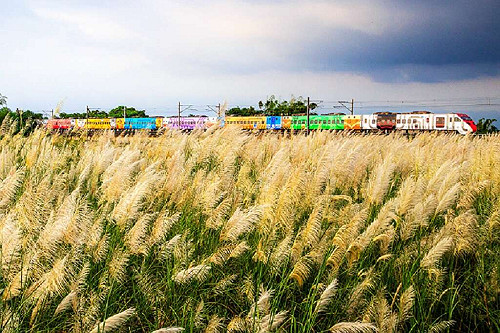 初秋限時美景！台南3大拍攝地尋找甜根子草銀白花海