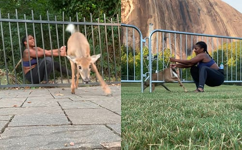 迷糊小鹿剛脫困30秒後又卡住　女子：跳跳課再重修一遍！