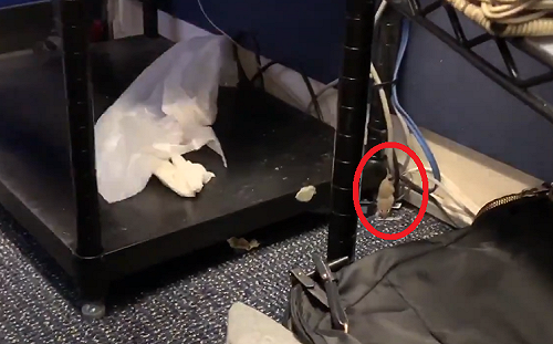 嚇翻白宮簡報室大牌記者群 原來是它從天而降......