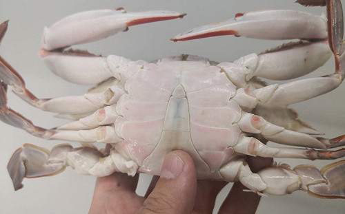 快速吃蟹不棘手！萬里漁村媽媽傳授「解蟹」4步驟