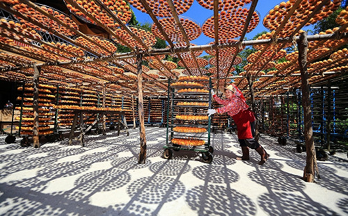 國慶假期小旅遊！曬黃金柿餅、萬株向日葵花海好拍到不行