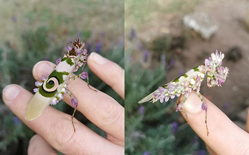 逛花園瞥見「奇異薰衣草」　竟是超夢幻螳螂偽裝！