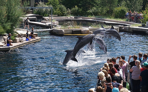 不忍鯨豚遭圈養　知名旅遊平台宣布停售海洋世界門票！