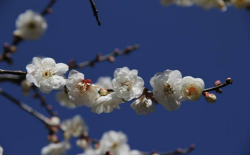 梅花盛開了！南部不可錯過7大賞梅景周末衝一波