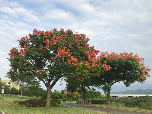 秋季限定！浪漫欒樹粉紅步道大漢溪河濱登場