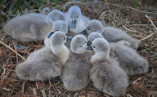 7人玩老鷹捉小雞、抓到3隻剩幾隻？小學數學題難倒家長