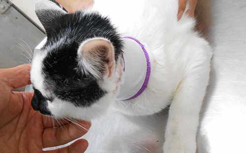 別讓項圈傷了毛寶貝！動保處籲用「胸背帶牽引」替代