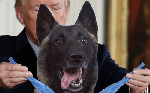追捕IS首腦立大功軍犬獲授勳？  川普被P圖大讚英雄