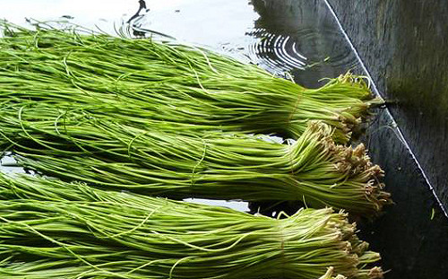 低卡高纖CP值破表！水蓮2大益處不可不知