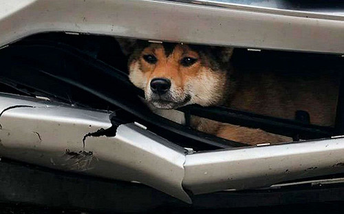 驚！柴犬被撞卡進保險桿　粗心駕駛開了近百公里才發現