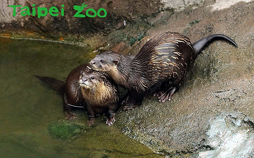 動物園小爪水獺子女成年 保育員「分家」有撇步