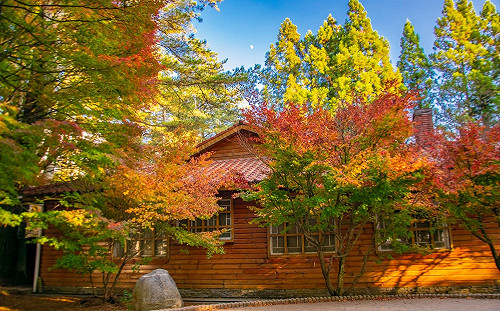 （影）福壽山楓紅進入觀賞期！繽紛多層次美景持續到11月底