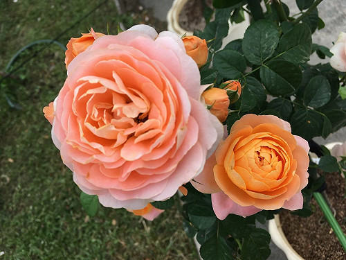 被玫瑰花海包圍！2800株各國玫瑰11/9起台北玫瑰園飄香