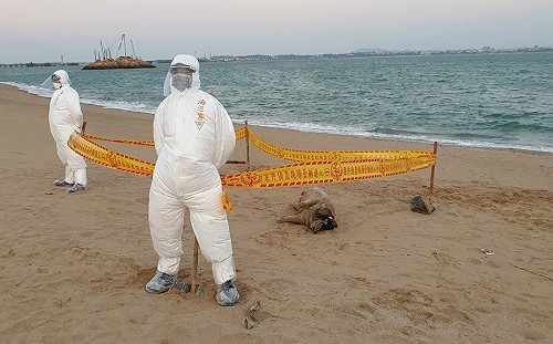 金門海漂豬確診非洲豬瘟 已消毒並持續監測