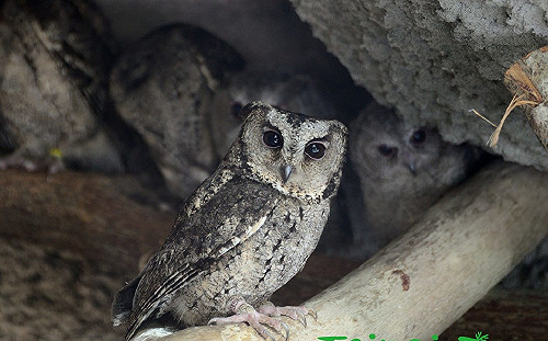 路邊動物別亂撿！救援野生動物「這件事」一定要先做